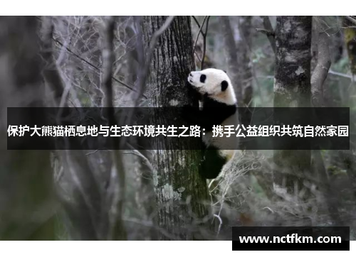 保护大熊猫栖息地与生态环境共生之路：携手公益组织共筑自然家园